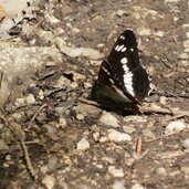 eisvogel schmetterling