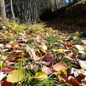 herbstlaub farbige blaetter von pappel am weg