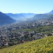 bozen weinreben jenesiener strasse