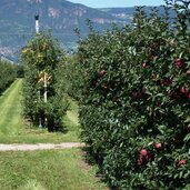 leifers obstwiesen aepfel