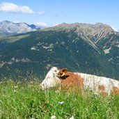 Urlesteig Sarntal Bergstation Reinswald Bergwelt Kuh