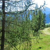 Urlesteig Sarntal Rueckweg Talstation