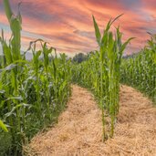 Corn Action Adventure Labyrinth 