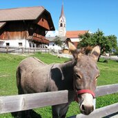 Esel mit Pfalzen im Hintergrund