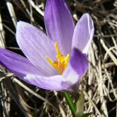 Felixer Weiher Deutschnonsberg P krokus fruehling