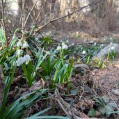 schneegloeckchen im montiggler wald