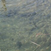 fisch im teich von prader sand biotop