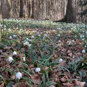 schneegloeckchen im montiggler wald