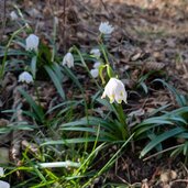 schneegloeckchen im montiggler wald