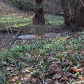schneegloeckchen im montiggler wald am wasser