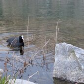 wasserhuhn am wasser teich vinschgau