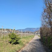 kommen bald aus dem wald heraus uns gehen den weg weiter wir sehen wieder weinreben