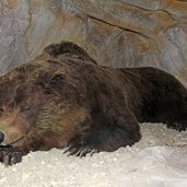 MS Schlafender Baer Ursus Ladinicus Museum Ladin