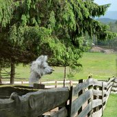 RS lama alpaca am ritten mair im kaser