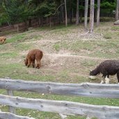 RS lama alpaca am ritten mair im kaser