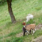 RS lama auf wiese bei oberinn ritten