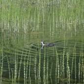 RS C junges blaesshuhn haidersee