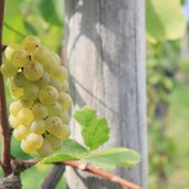 RS Pinot Blanc LB Session three