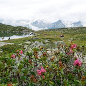 RS C klaussee alpenrosen