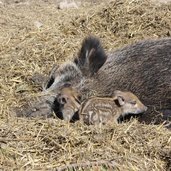 RS tierpark toblach