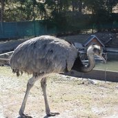 RS tierpark toblach