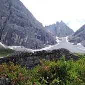 RS alpenrosen dahinter pflerscher tribulaun