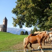 RS st kathrein bei hafling und haflinger zucht pferde