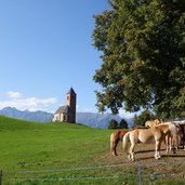 RS st kathrein bei hafling und haflinger zucht pferde 