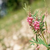 RS Bletterbachschlucht lupino blume