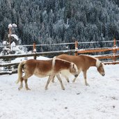RS haflinger pferde schnee winter