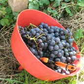 Trauben Wimmschuessel Wimmschere P