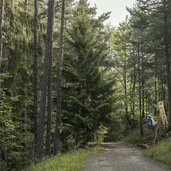 Wald Wild Wunder Weg