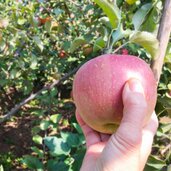 apfel klauben ernte
