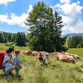 berge alm kuehe familie kind personen