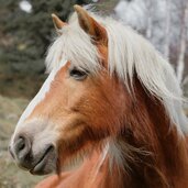 haflinger