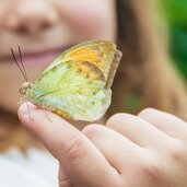 person kind hand schmetterling