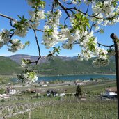 st josef kalterersee fruehling obstblueten