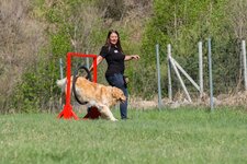 TM hund cane hundeschule peertv