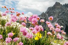 huettenwanderung im drei zinnen gebiet alpen grasnelke