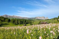 seiser alm panorama blumen