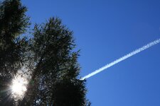 baum sonne flugzeug kodensstreifen