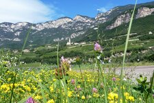 kurtatsch mit blumen