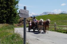 seiser alm pferdekutsche auf weg s