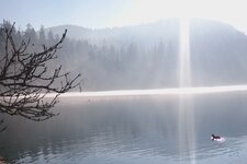 Montiggler See halb zugefroren Schnee Ente