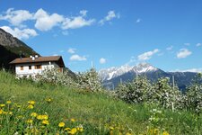 rastenfeld hof bei partschins fruehling apfelbluete