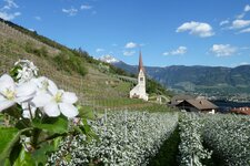 algund oberplars st ulrich kirche apfelbluete