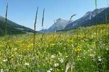 malser haide blumenwiese