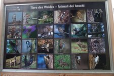 tafel tiere des waldes naturpark trudner horn