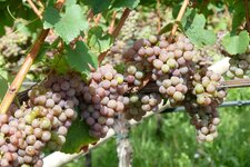 weintrauben gewuerztraminer bei tramin