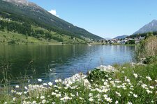 haidersee margeriten am ufer